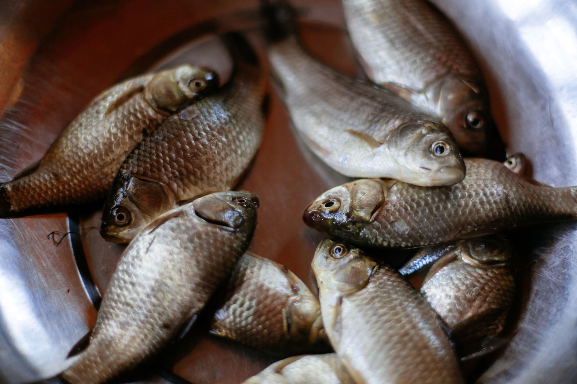 Conserver des appâts vivants pour la pêche
